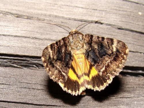 Catocala nymphagoga