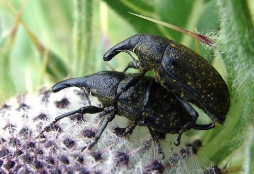 Réf. 47 672 : Larinus sturnus
