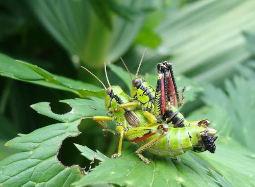 Miramella alpina subalpina