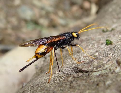 Réf. 47 675 : Urocerus gigas