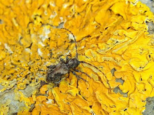 Pogonocherus ovatus