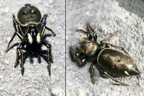 Réf. 47 008 : Heliophanus sp.