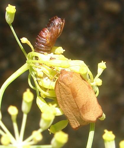 Cacoecimorpha pronubana