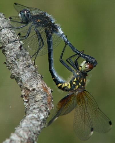 Réf. 47 395 : Leucorrhinia albifrons