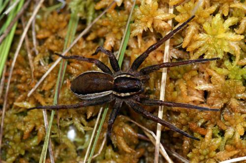 Dolomedes sp.