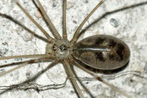 Réf. 47 777 : Pholcus phalangioides