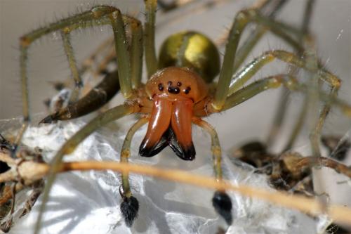 Réf. 47 819 : Cheiracanthium punctorium