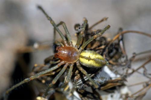 Réf. 47 820 : Cheiracanthium punctorium