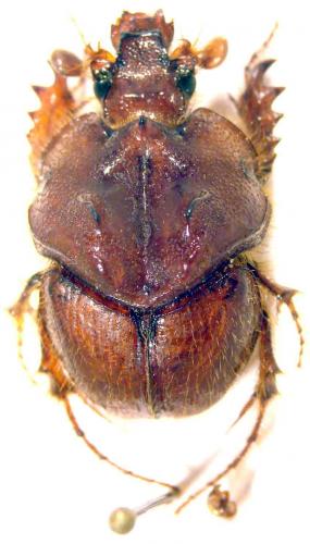 Pseudoathyreus porcatus