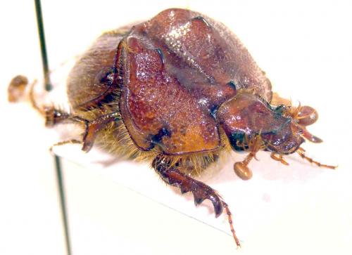 Pseudoathyreus porcatus
