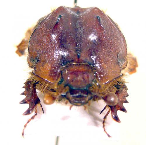 Pseudoathyreus porcatus