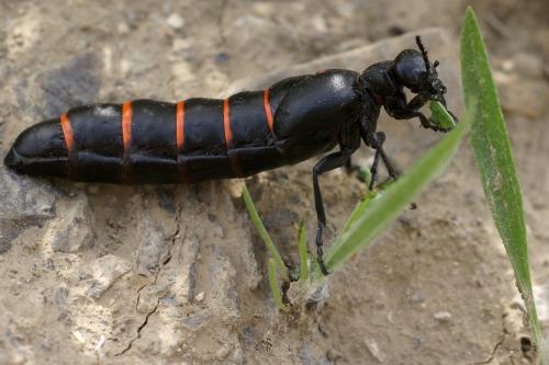 Berberomeloe majalis