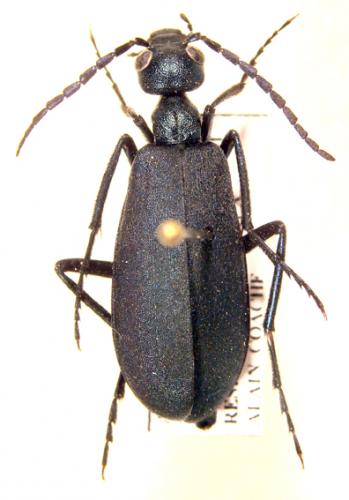 Cyaneolytta baulnyi