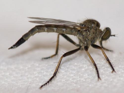 Cerdistus sp.