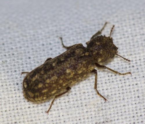 Lichenophanes varius