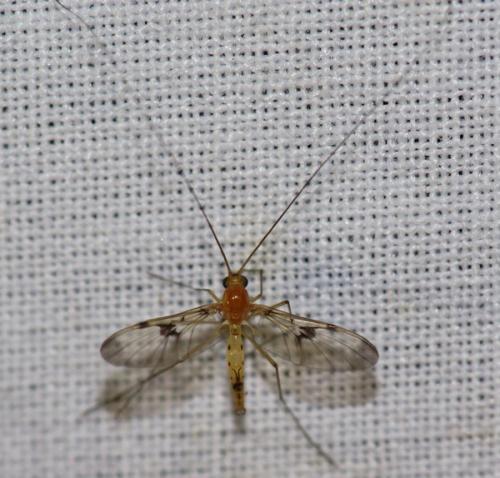 Réf. 47 262 : Macrocera phalerata