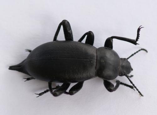 Blaps lusitanica