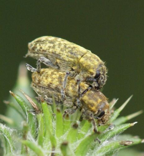 Réf. 47 678 : Rhinocyllus conicus