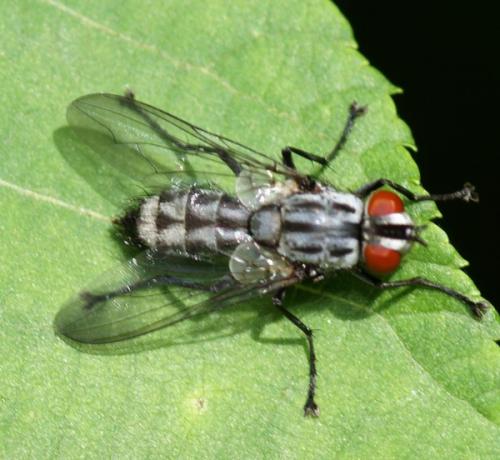 Réf. 47 684 : Macronychia striginervis