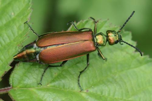 Lytta vesicatoria