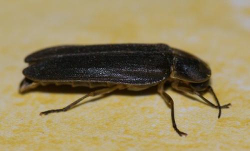 Lampyris noctiluca