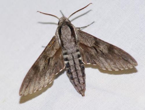 Réf. 47 424 : Sphinx sp.