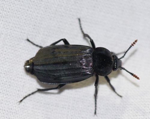 Réf. 47 618 : Necrodes littoralis