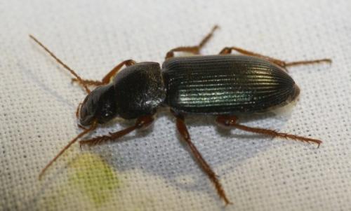Ophonus sp.