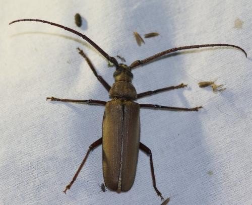 Réf. 47 680 : Aegosoma scabricorne