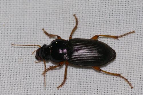 Réf. 47 681 : Harpalus sp.