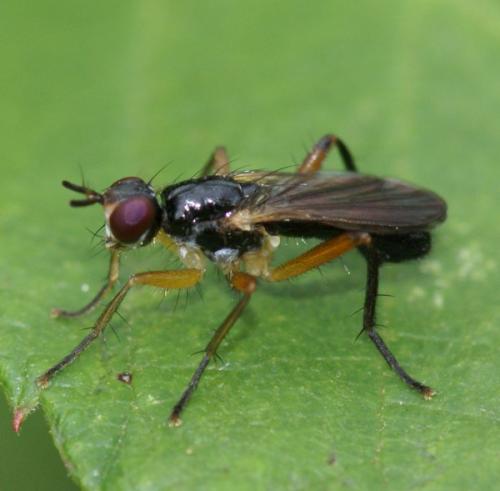 Cordilura albilabris