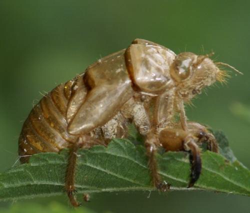Tibicina sp.