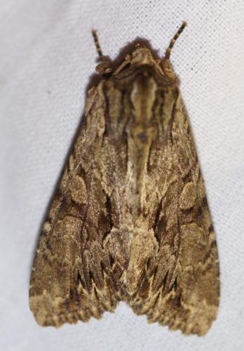 Réf. 47 959 : Apamea monoglypha