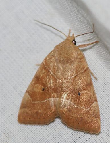Réf. 47 964 : Cosmia trapezina