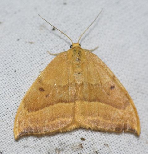 Watsonalla cultraria