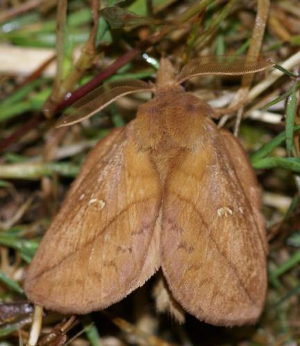 Réf. 47 989 : Euthrix potatoria