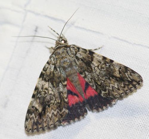Catocala promissa