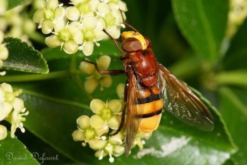 Réf. 47 203 : Volucella zonaria