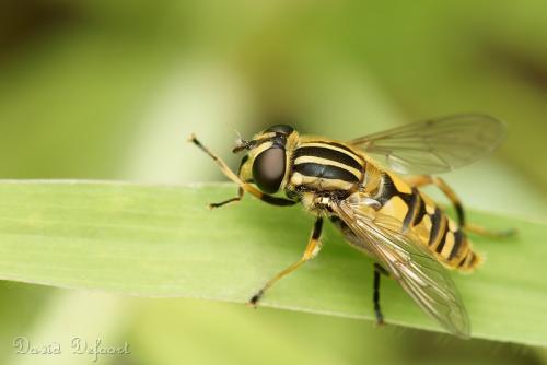 Réf. 47 510 : Helophilus pendulus