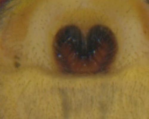 Micrommata ligurina