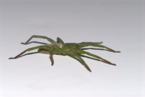 Micrommata ligurina