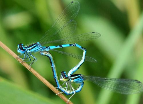 Coenagrion mercuriale