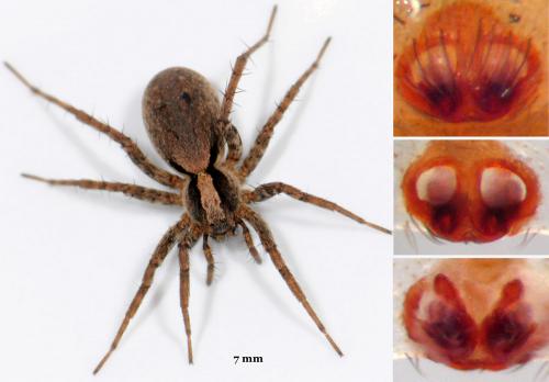 Réf. 47 223 : Xerolycosa sp.