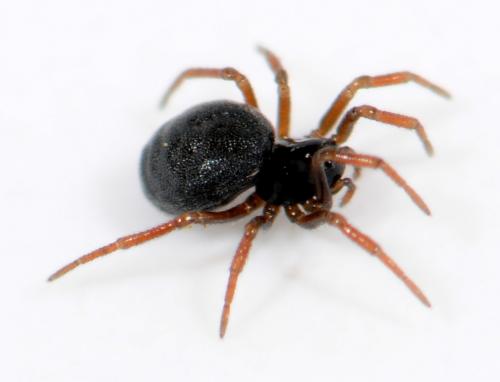Ceratinella brevipes