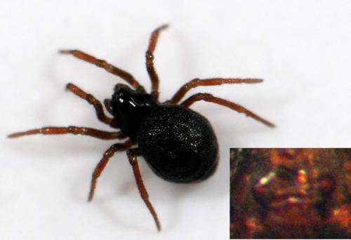 Ceratinella brevipes