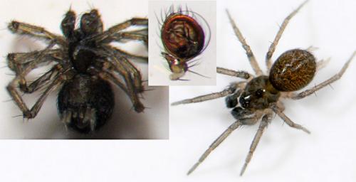 Hahnia sp.