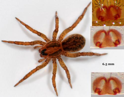 Trochosa sp.
