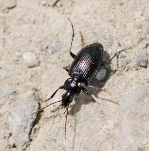 Réf. 47 368 : Agonum sp.