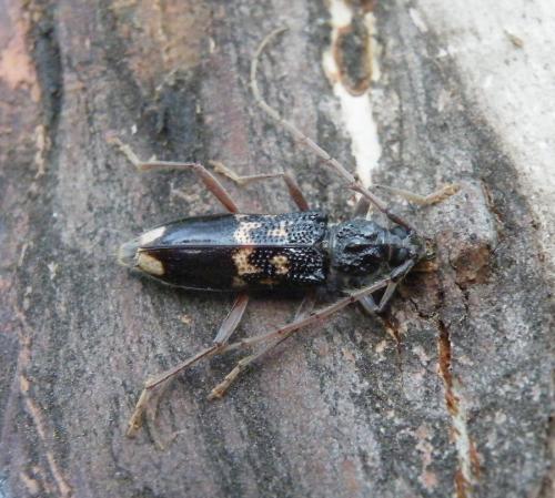 Réf. 47 185 : Phoracantha semipunctata
