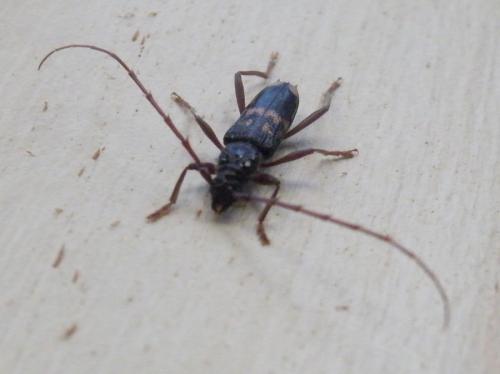 Réf. 47 187 : Phoracantha semipunctata